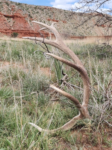 Elk photographed in Texas