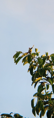 Lemon-bellied White-eye (Zosterops chloris), photo 8