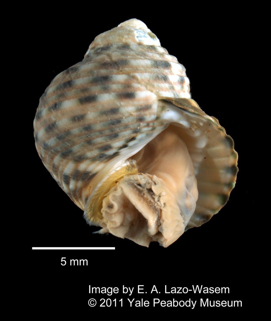 Monodonta