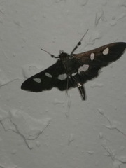 Desmia maculalis