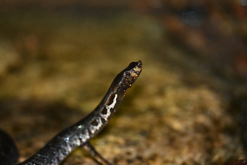 Lowland Hump-nosed Viper