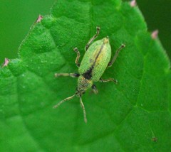 Phyllobius betulinus