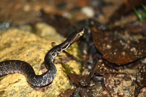 Lowland Hump-nosed Viper