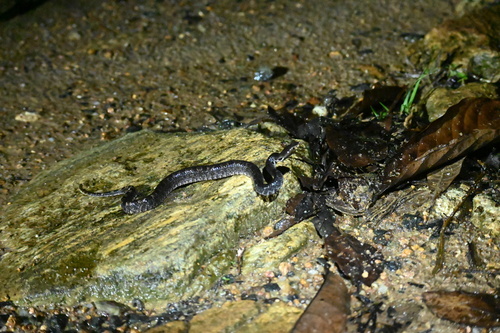 Lowland Hump-nosed Viper