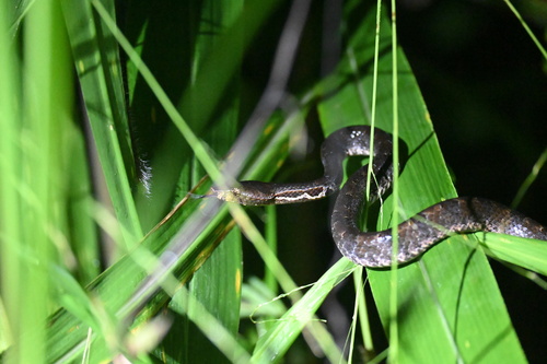 Lowland Hump-nosed Viper