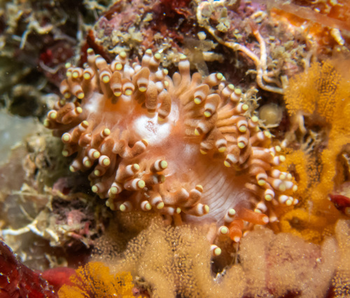 Tenellia goniophaga