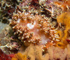 Tenellia goniophaga