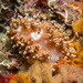 Tenellia goniophaga