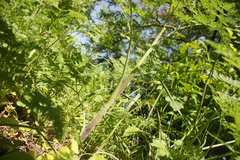 Chaerophyllum aureum