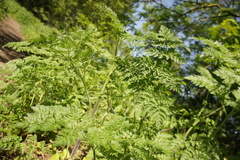 Chaerophyllum aureum
