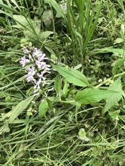 Iodanthus pinnatifidus