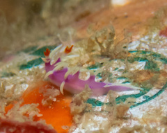 ナンヨウウミウシ