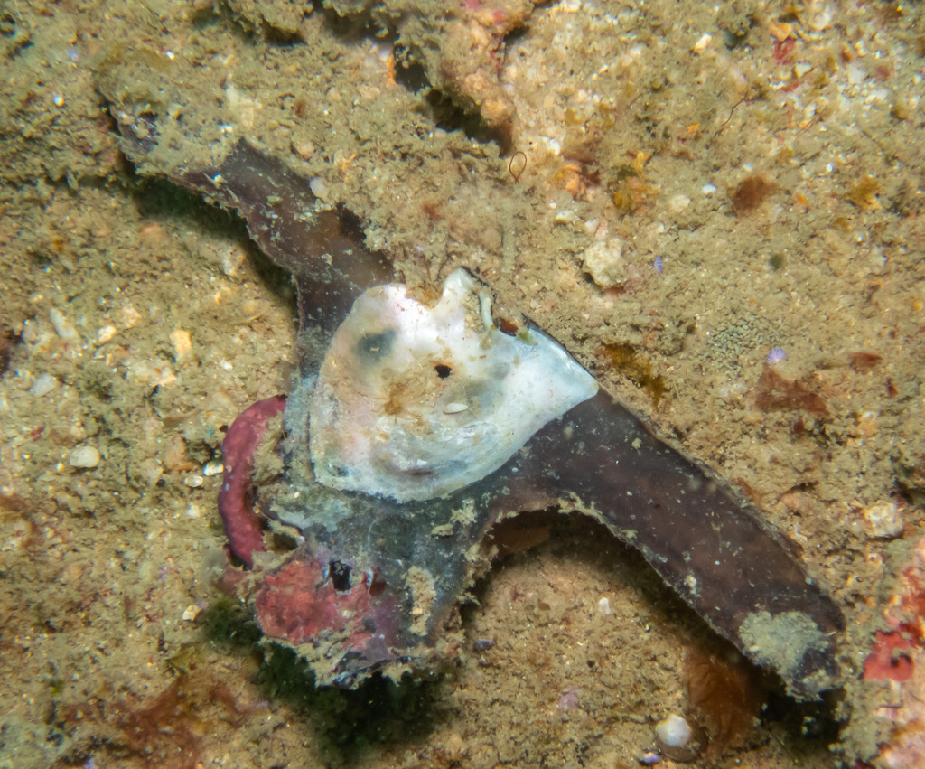 common hammer-oyster