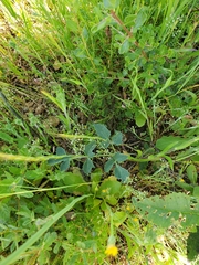 Lomatium repostum