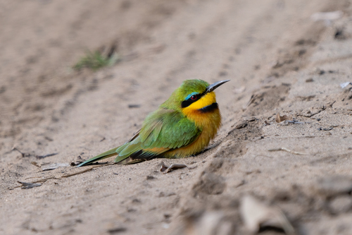 Little Bee-eater