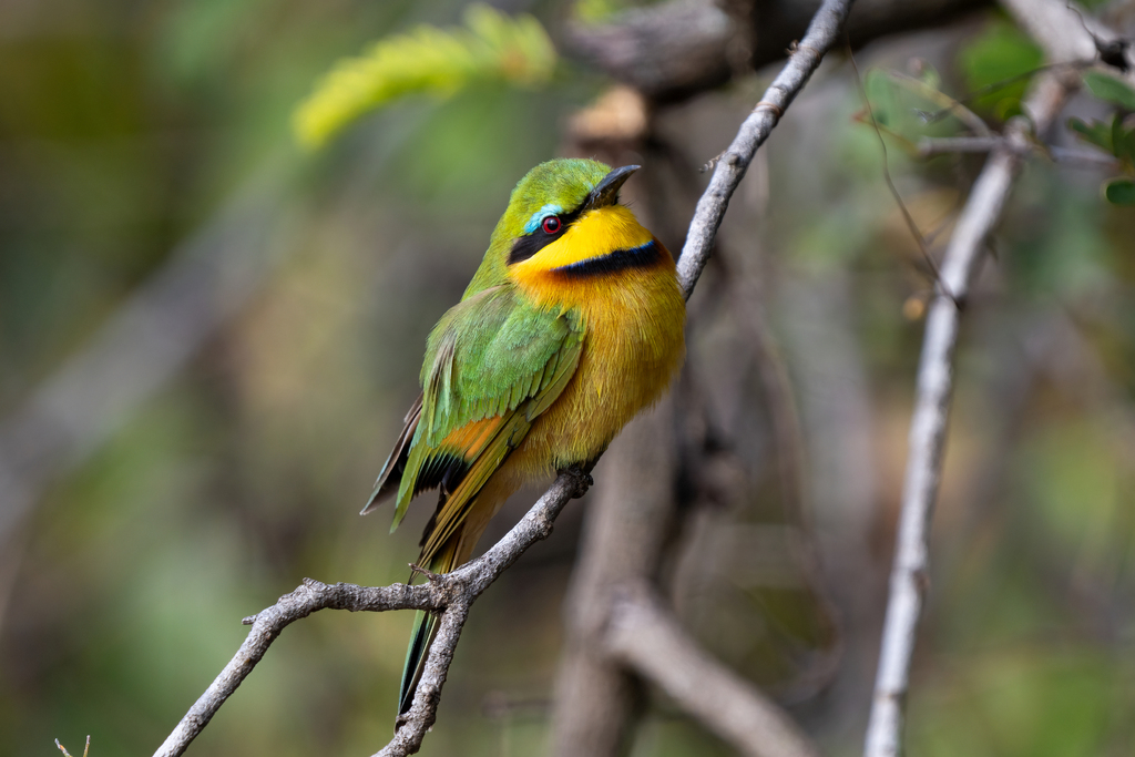 Little Bee-eater photo