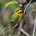 Little Bee-Eater - Photo (c) Marc Henrion, some rights reserved (CC BY-NC), uploaded by Marc Henrion