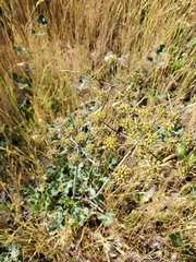 Lomatium repostum