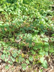 Lomatium repostum