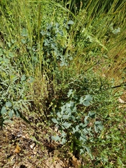 Lomatium repostum