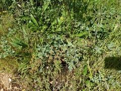 Lomatium repostum