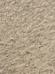 Plagiolepis alluaudi