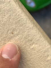 Plagiolepis alluaudi