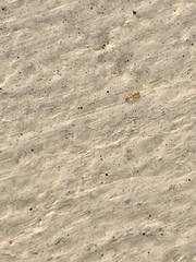 Plagiolepis alluaudi