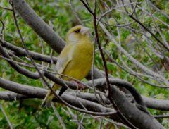 Chloris chloris