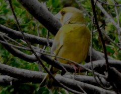 Chloris chloris