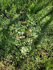 Lomatium repostum