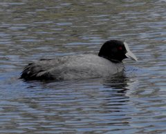 Fulica atra