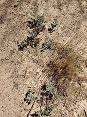 Lomatium repostum