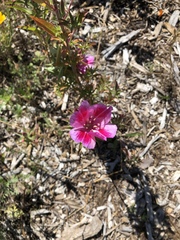 Clarkia amoena