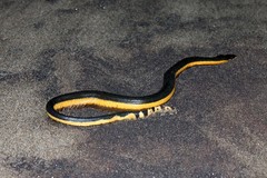 Hydrophis platurus