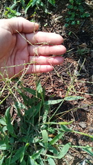 Digitaria velutina