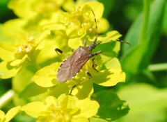 Dicranocephalus medius