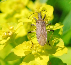 Dicranocephalus medius