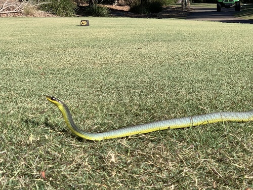 Common Tree Snake sighting