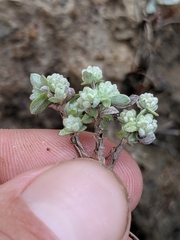 Psilocarphus tenellus