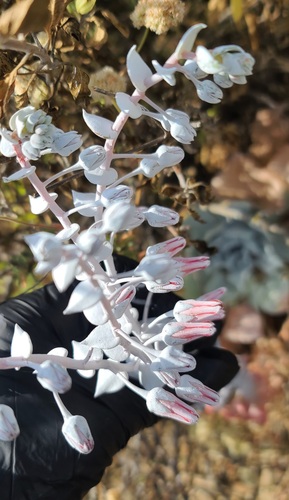 Chalk dudleya (Dudleya pulverulenta)