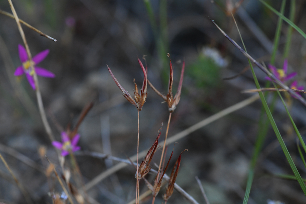 Finger rush (Juncus digitatus)