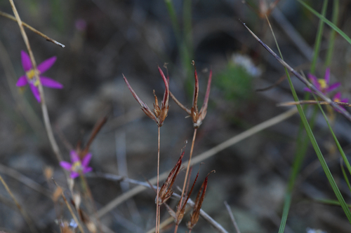 finger rush (Juncus digitatus)