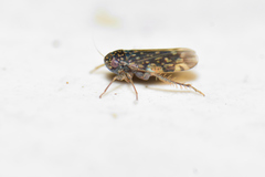 Xestocephalus