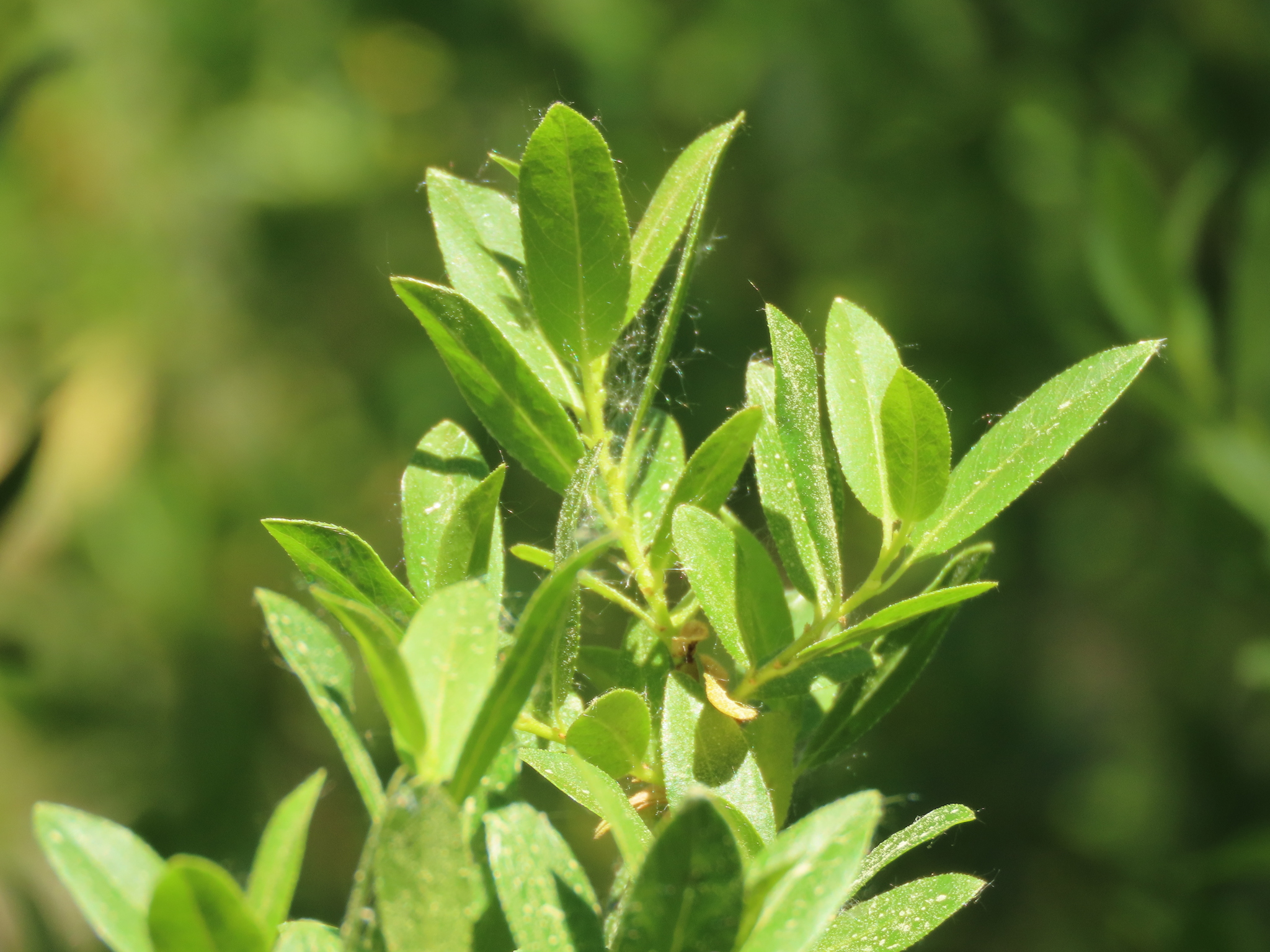 Salix boothii