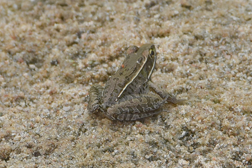 Southern Leopard Frog photographed in Oklahoma
