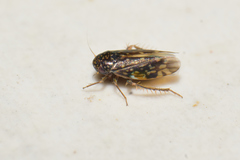 Xestocephalus