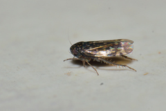 Xestocephalus