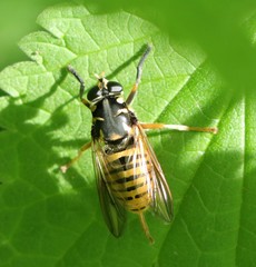 Temnostoma vespiforme
