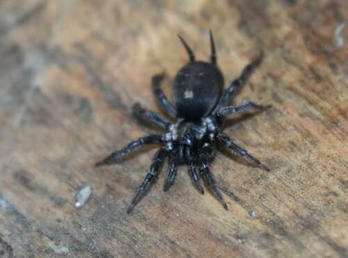 funnelweb spiders